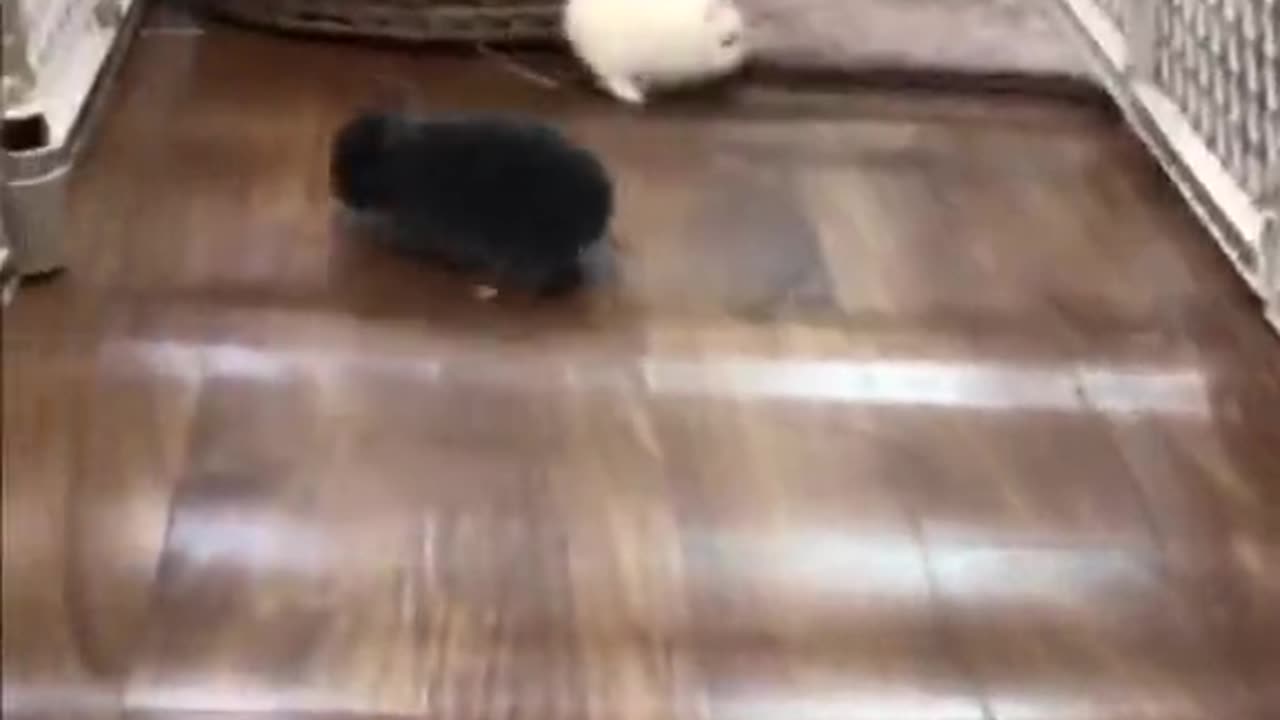 Bunny Play