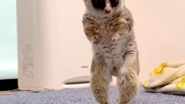 funny cute pet