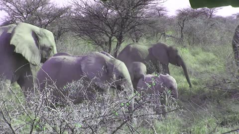 Namibia Wildlife