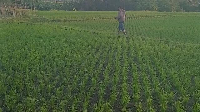 FLY Drone in the rice field