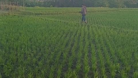 FLY Drone in the rice field