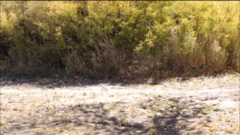 Bobcat Walks By