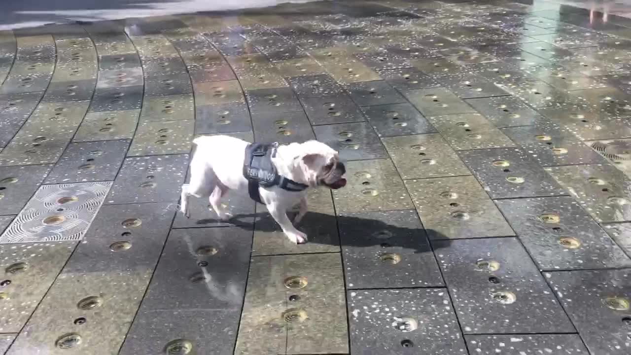 Happy bulldog plays in fountain at Universal Studios