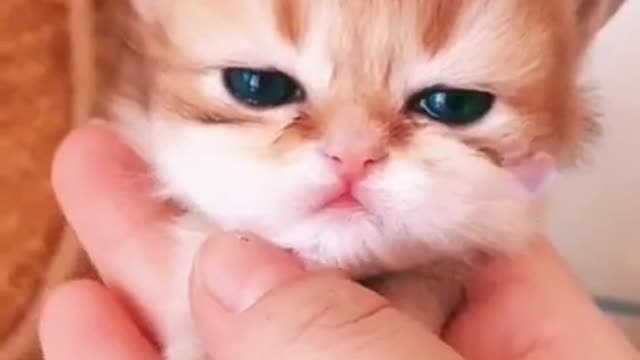 Cute and lovely baby cats