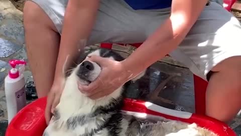 the dog likes to be bathed