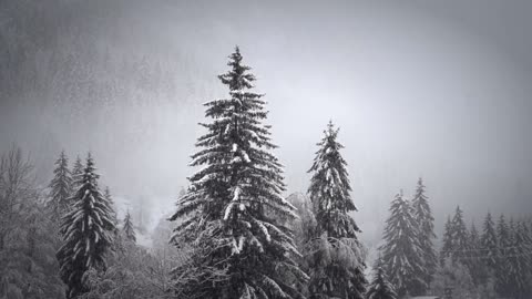 Snowfall in forest 🌲