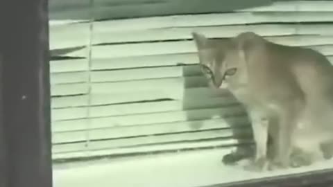 Funny cat videos talking cat