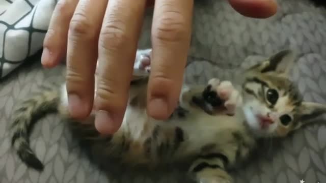 Tickling a Baby Cat