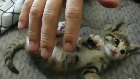 Tickling a Baby Cat