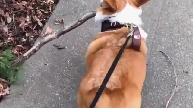 Dog and stick