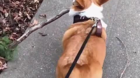 Dog and stick