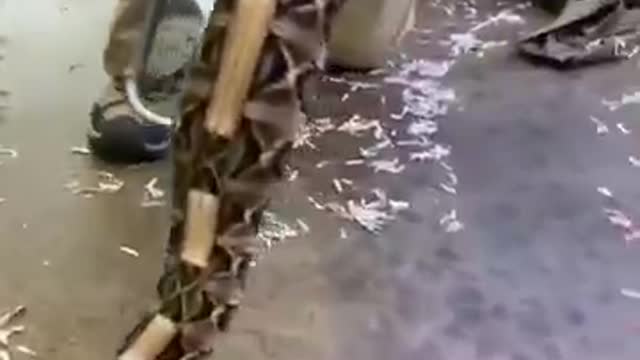 Unboxing a venomes snake 😮