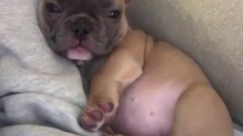 French Bulldog just woken up