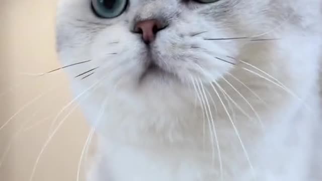 Mental catwalk 精神猫步
