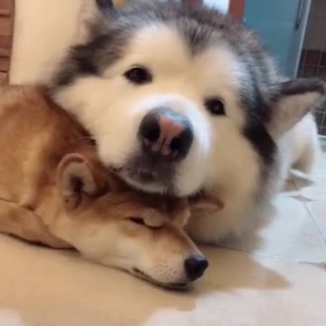 When your friend can be your pillow too