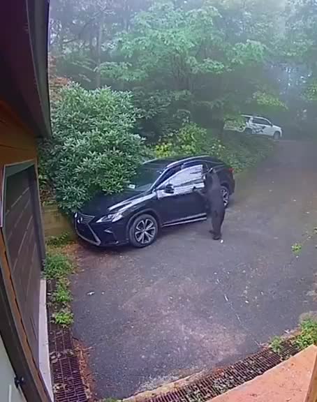 Crazy, a bear getting into an SUV?