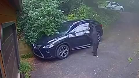 Crazy, a bear getting into an SUV?