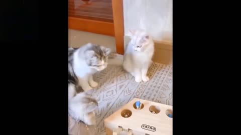 Try not to Laugh | Funny and cute pets video compilation | Funny Cats and dogs