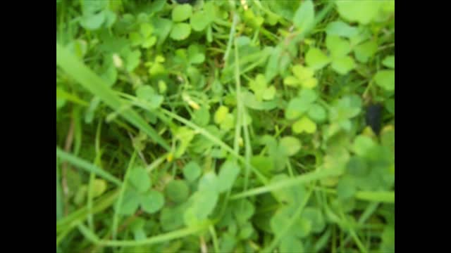 OFF THE GRID LIVING - EDIBLE PLANTS - WOOD SORREL