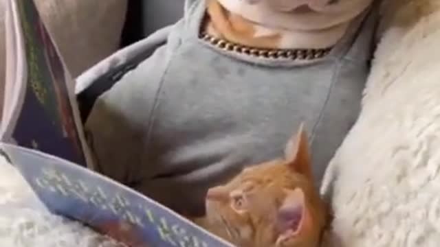 Love dog puppy is best funny dog reading#cute #short#funny