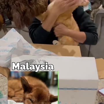 Letting Go of Your Dog | Petsies©