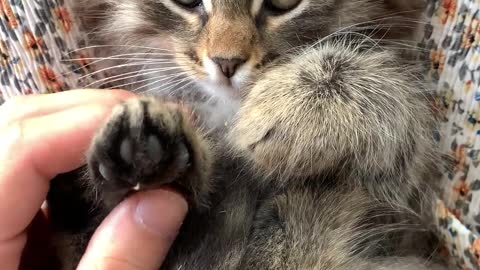 petit chat mignon