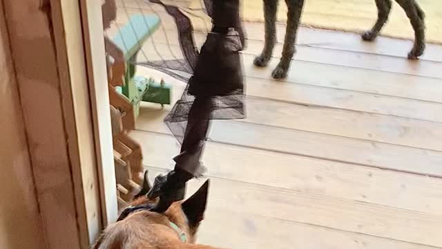 Dog trapped by net screen wrapped around neck!!!