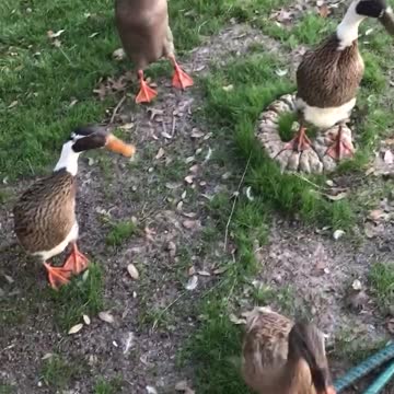 Head bobbing Donna Duck