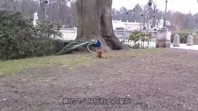 poor peacock