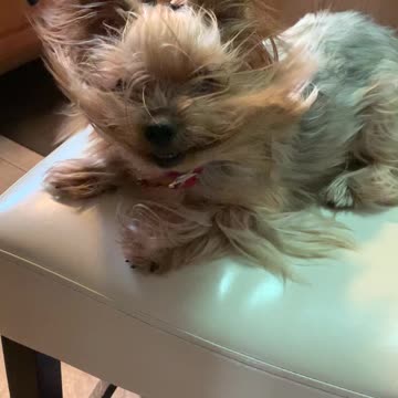 Big hair yorkie!