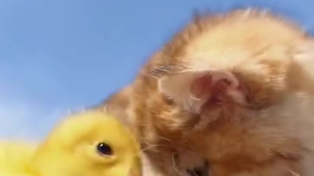 Cat Funny Video | Baby animals Short