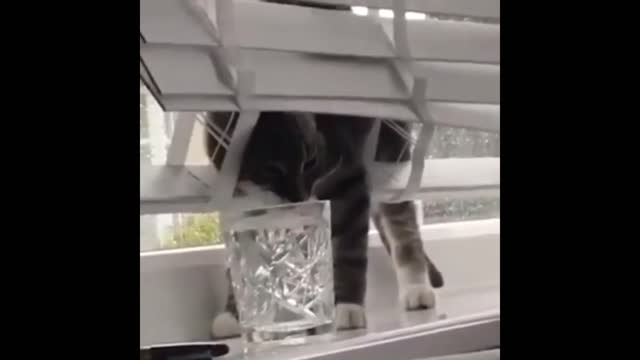 CATS AND KITTENS MAKING TRICKS