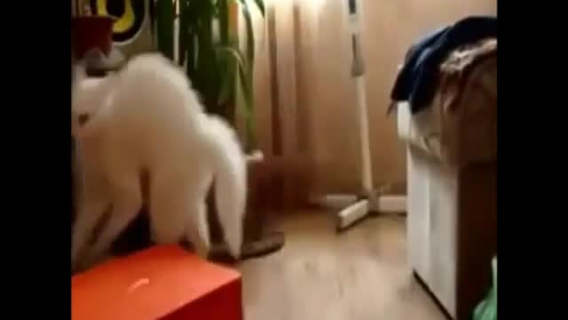 Funny Cats7