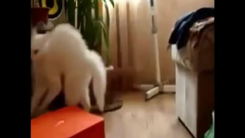 Funny Cats7