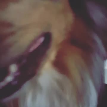 Dog is unhappy smelling like a skunk