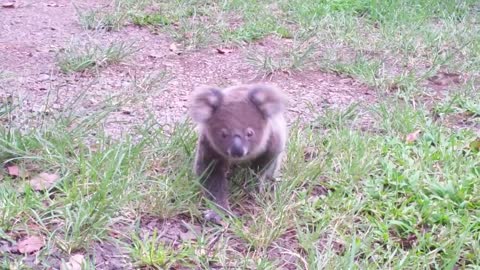 Koala baby rescue-6