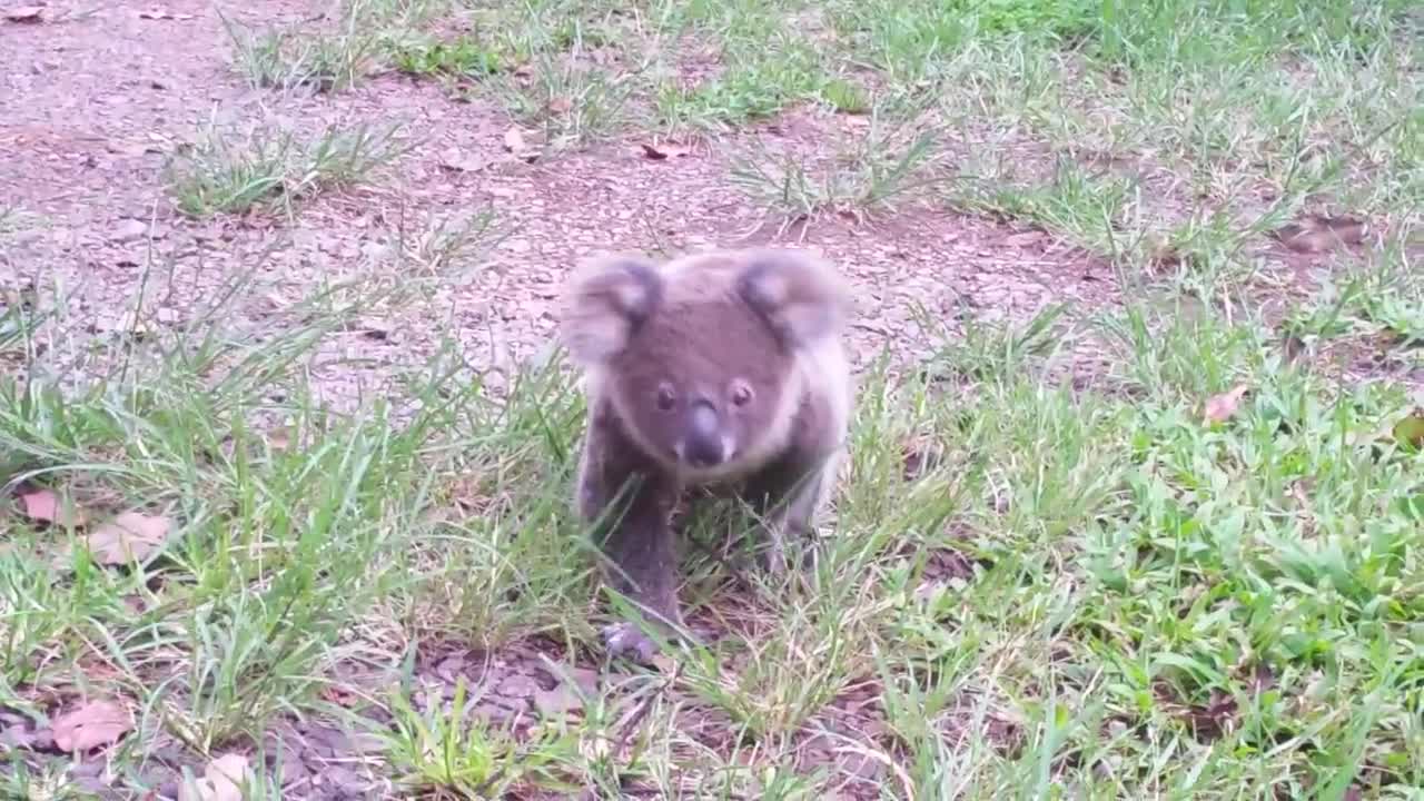 Koala baby rescue-6