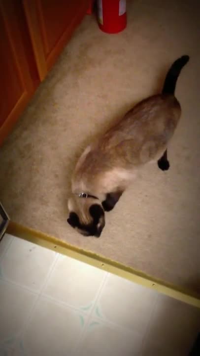 Gata siamesa atrapada abriendo la puerta de la alacena