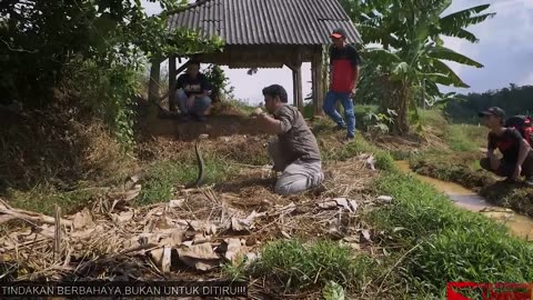2 monster king cobra