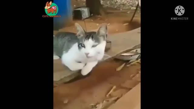 To Dog very fanny video