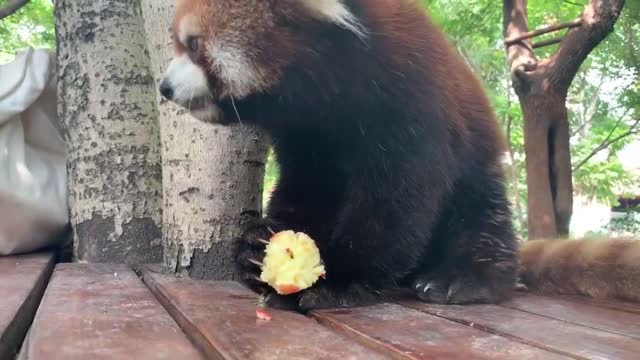 Is apple good for raccoons
