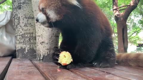 Is apple good for raccoons