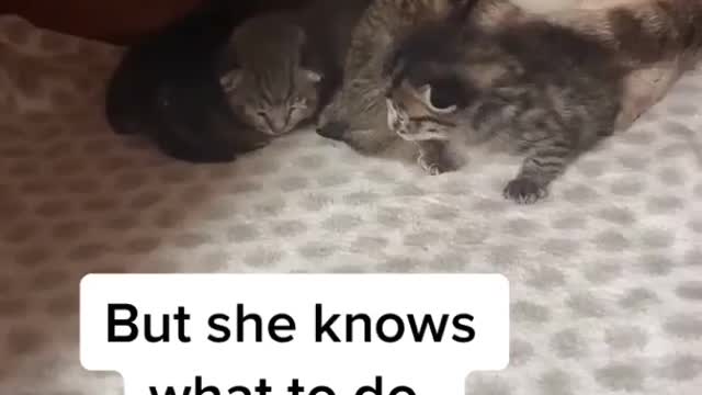 Cat eazily accepted another cat baby #cat #pet #kitten
