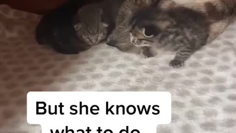 Cat eazily accepted another cat baby #cat #pet #kitten