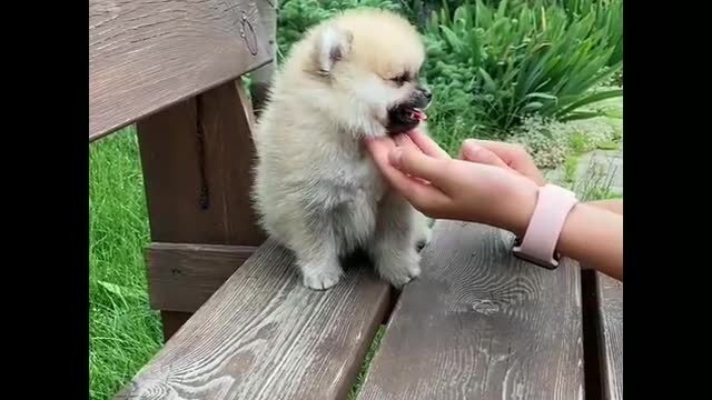 The most cute and most cute puppy playing
