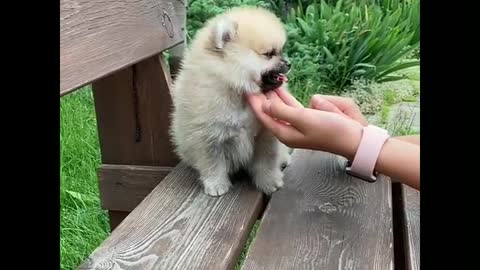 The most cute and most cute puppy playing