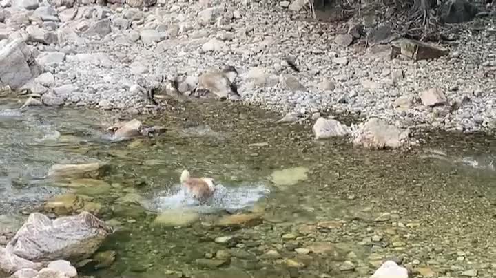 So cute and Fun : The puppy wants to play with ducks. but.. TT