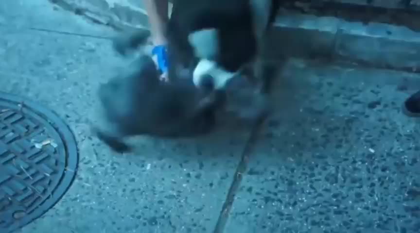 Pitbull Attack