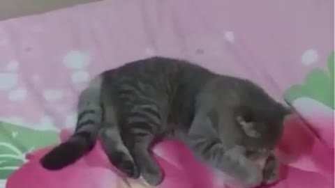 Cute Funny Cats