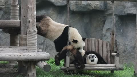 The paralyzed panda